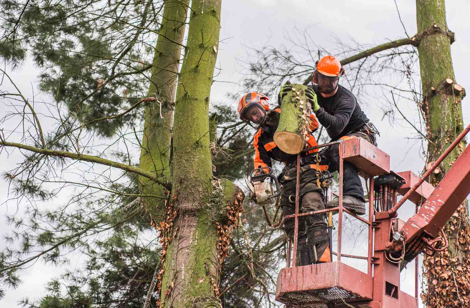 tree trimming and pruning services