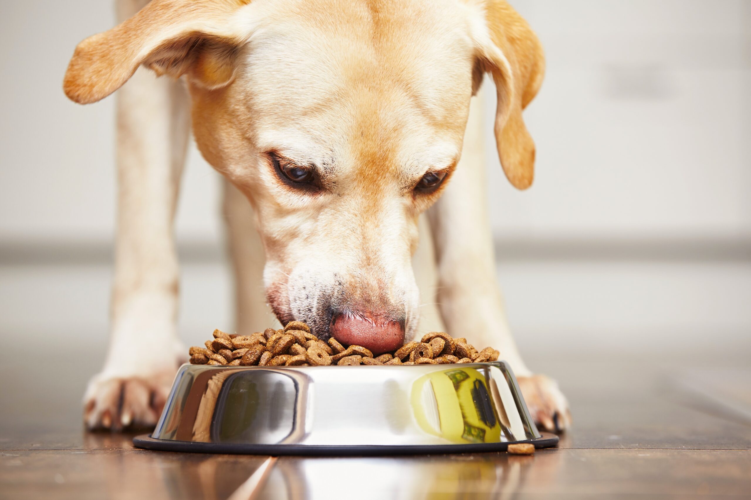 human grade dog food in USA