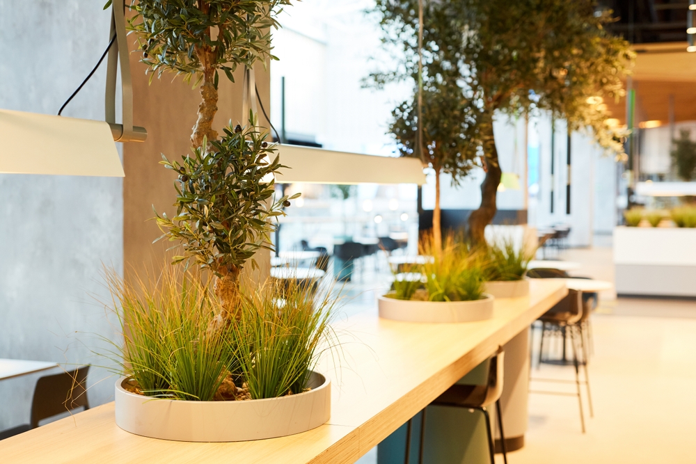 Buy the Best Indoor Office Plants in Dubai