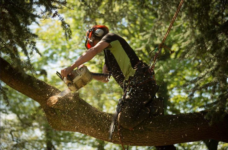 Tree Service in Connecticut