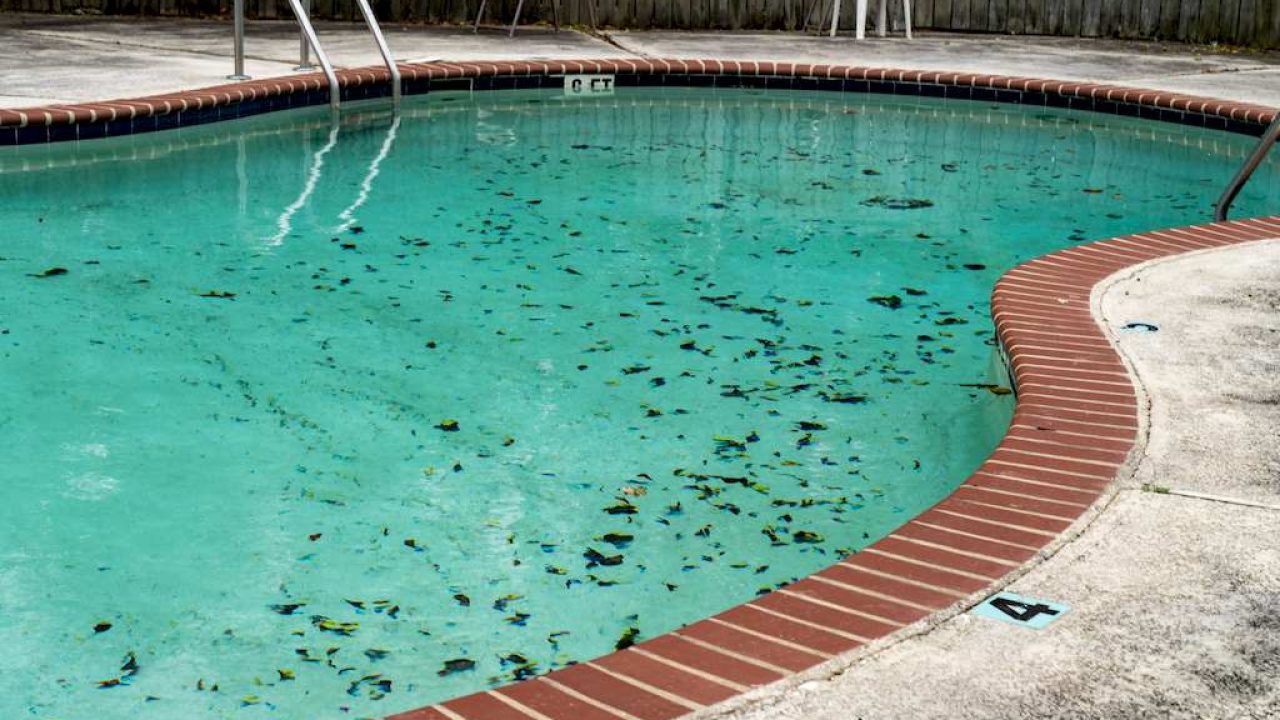 How to Prevent and Treat Pink Algae in Pools