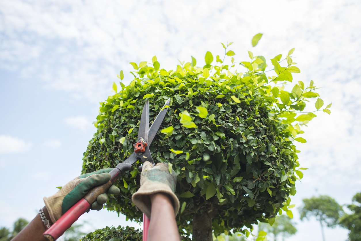 Tree Trimming