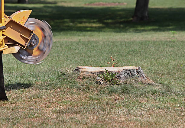 Tree Stump Removal