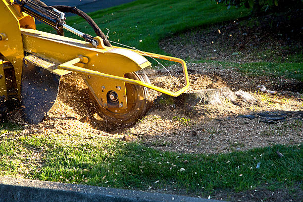 Tree stump removal