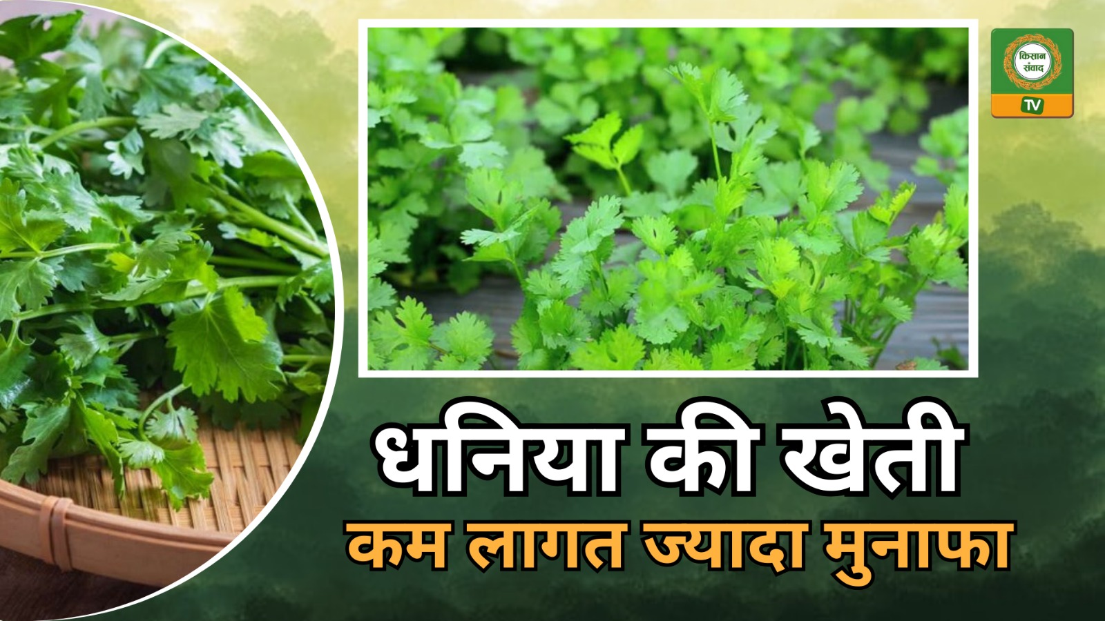 Cultivate Coriander