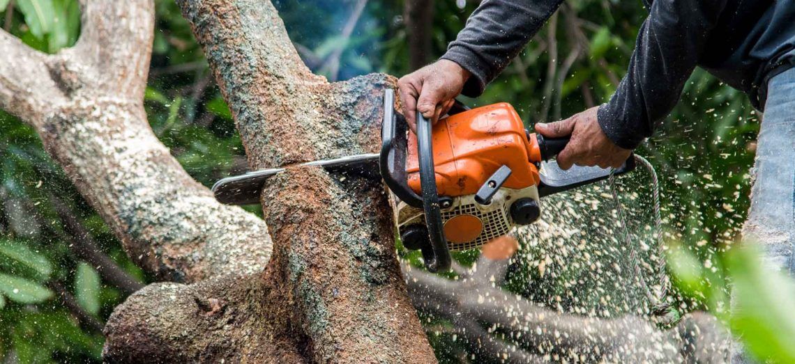 Southend On Sea Tree Surgeon