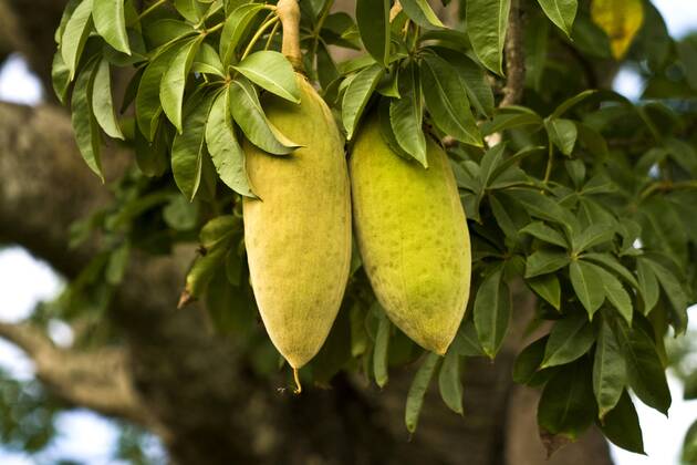 Baobab Fruit Processing Plant