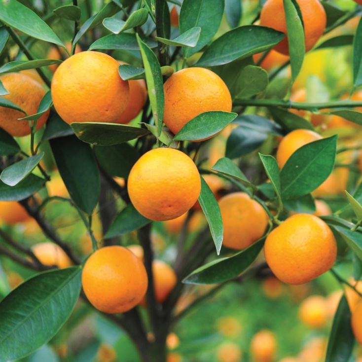 Calamondin Processing Plant