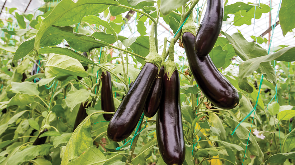 Eggplant Processing Plant