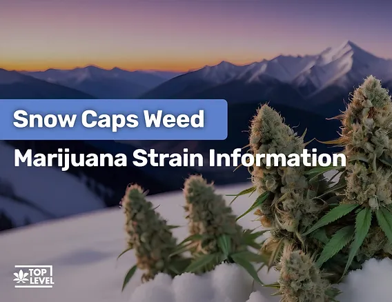 Why Snow Caps Weed Is Perfect for Daytime Use