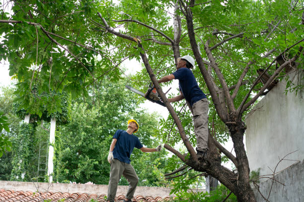 Tree Maintenance