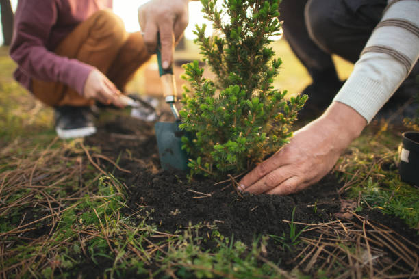 Tree Planting