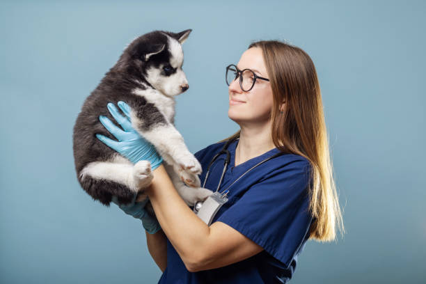 Pet Care Clinic in Laurel