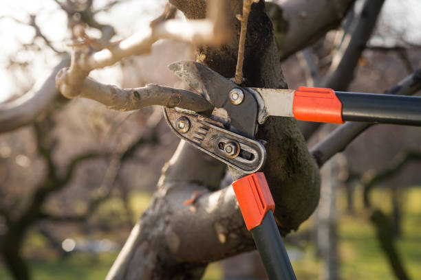 Tree Pruning