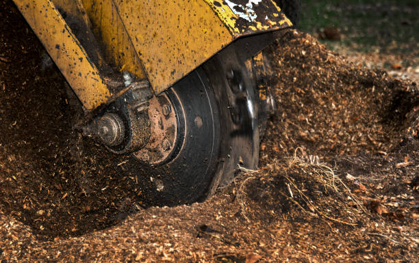 Stump Clean-Up