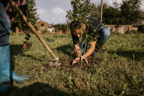 Tree Planting