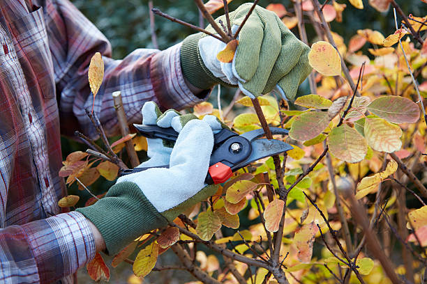 Tree Pruning