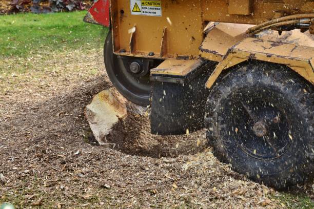 Stump Grinding