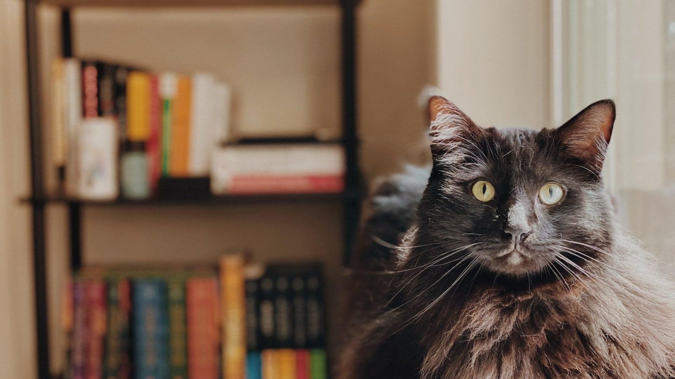 Cat sitter nyc