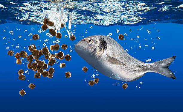 Fish Feed Manufacturing Plant