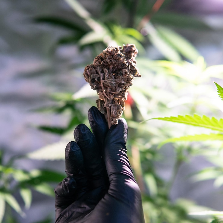 How to Dry and Cure Cannabis