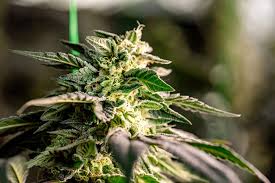 The Ultimate Guide to Red Devil Auto Grow Your Own! The Ultimate Guide to Red Devil Auto Grow Your Own!