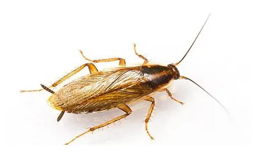 German Roach Killer