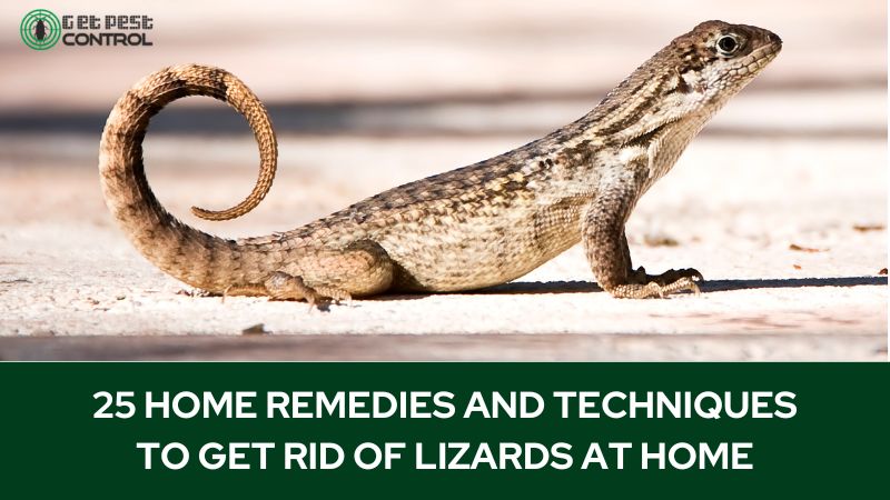 Get Rid of Lizards